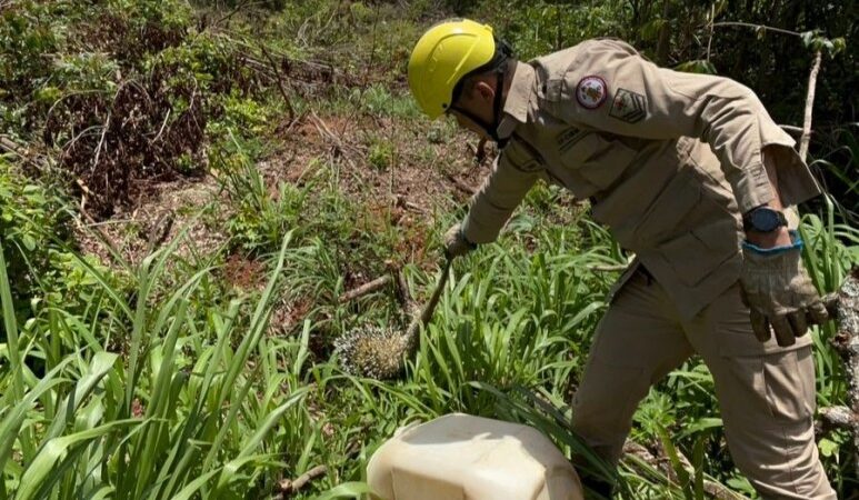 Bombeiros resgatam porco-espinho de árvore em frente à residência