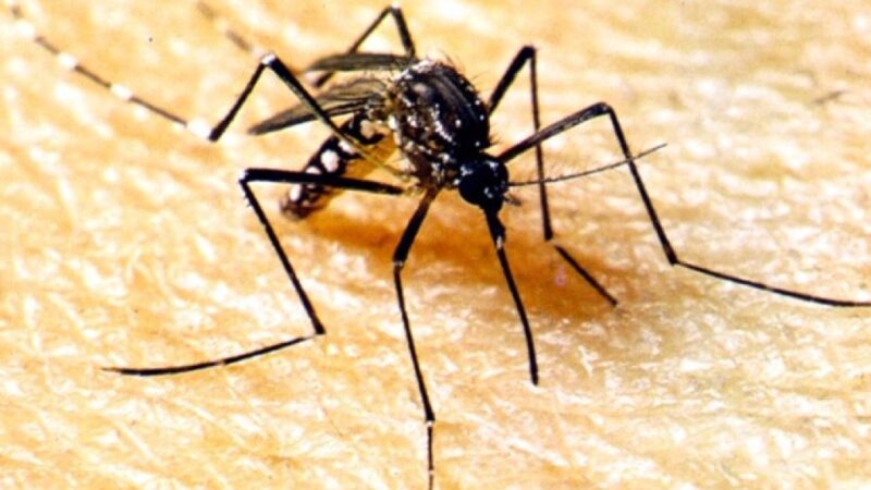 SES alerta a população para combater o Aedes aegypti no período de chuvas