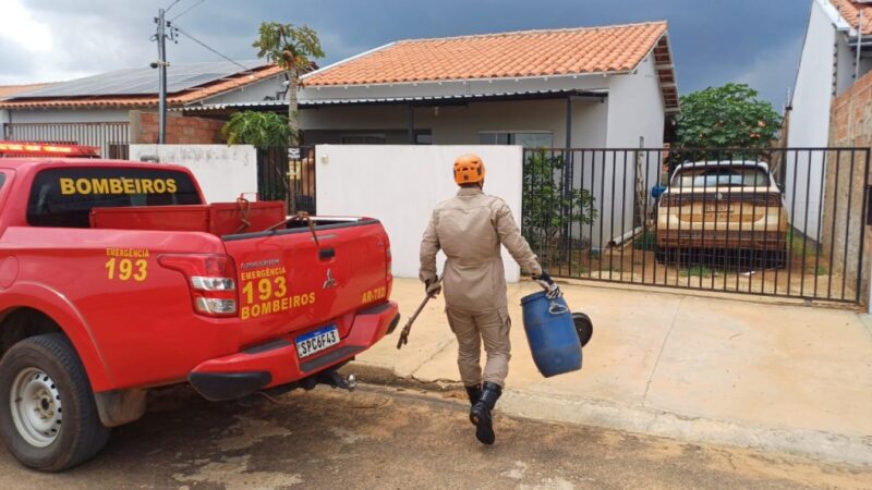 Corpo de Bombeiros realiza captura de duas cobras em área urbana de Primavera do Leste