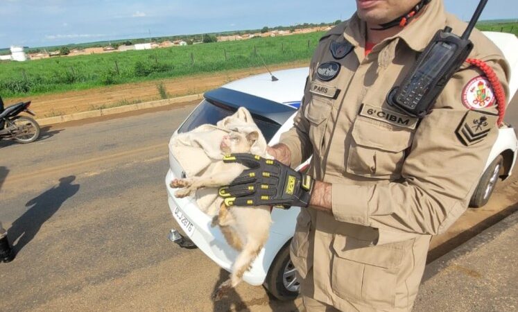 Corpo de Bombeiros resgata gato e duas cobras de locais de risco