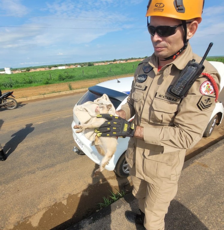 Corpo de Bombeiros resgata gato e duas cobras de locais de risco