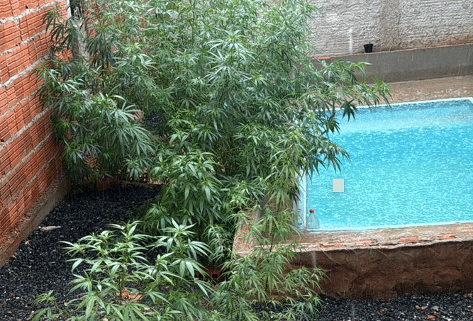 Morador é preso após polícia localizar 17 pés de maconha em Mato Grosso