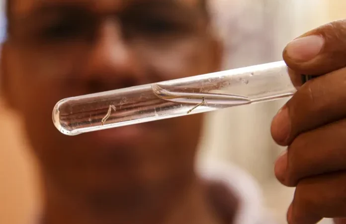 SES alerta a população para combater o Aedes aegypti no período de chuvas