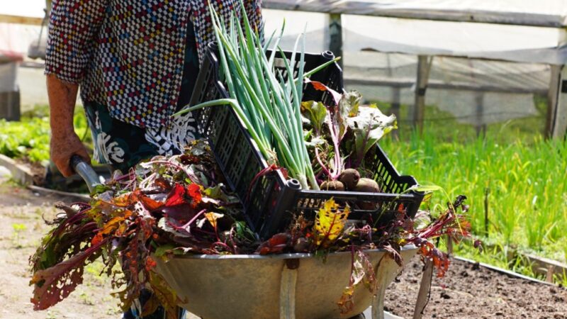 Com apoio da Seaf, Semana da Agroecologia começa nesta terça-feira (03) em Cuiabá