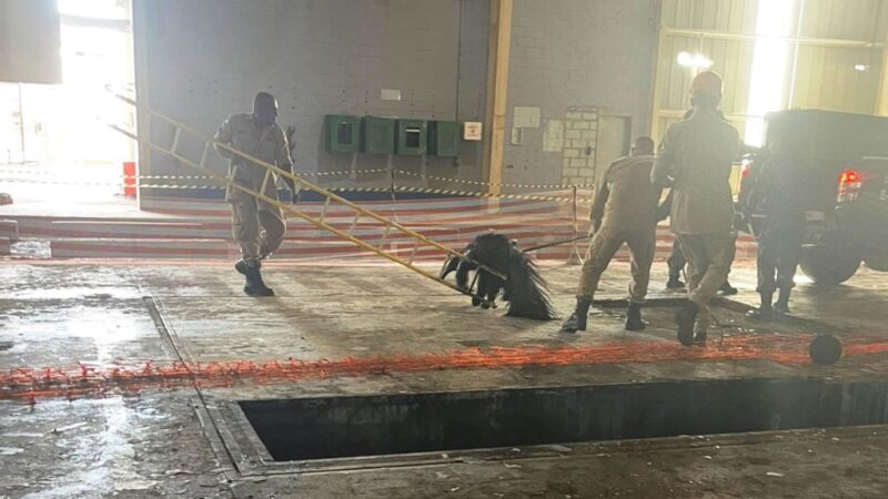 Bombeiros resgatam tamanduá-bandeira de local de risco em Cuiabá