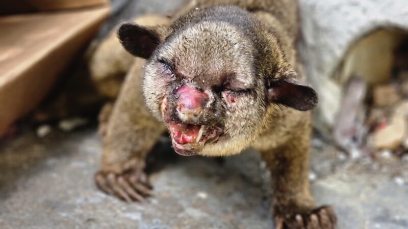 Resgate Emocionante de Animal Silvestre Realizado pela SEMMA de Matupá