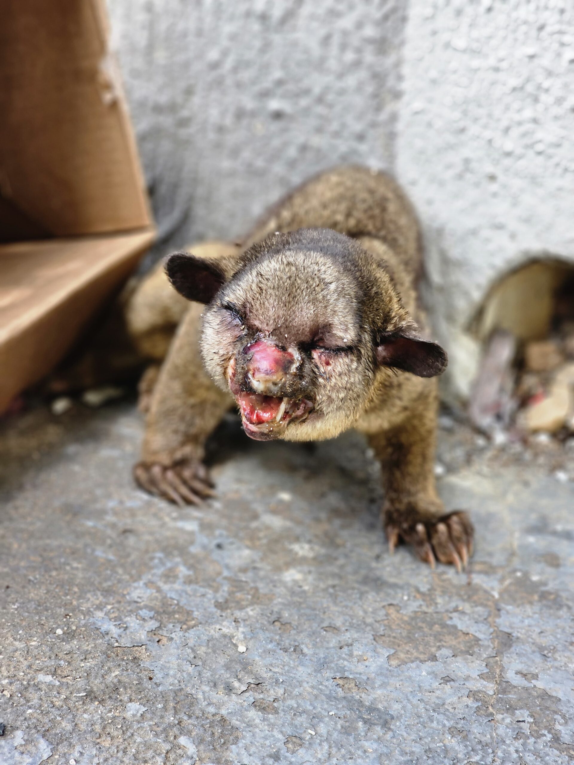 Resgate Emocionante de Animal Silvestre Realizado pela SEMMA de Matupá
