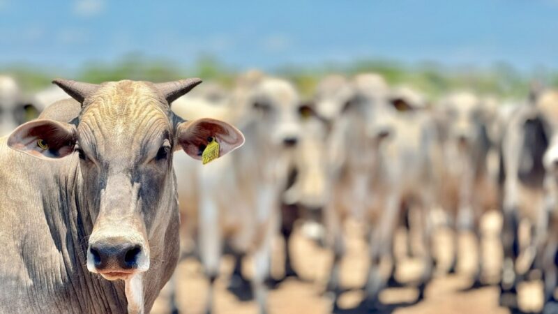 Mato Grosso registra aumento de 18,2% no abate de bovinos e mantém crescimento no setor pecuário, segundo IBGE