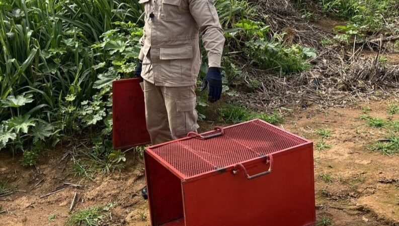 Bombeiros resgatam teiú que estava dentro de empresa em Campo Verde