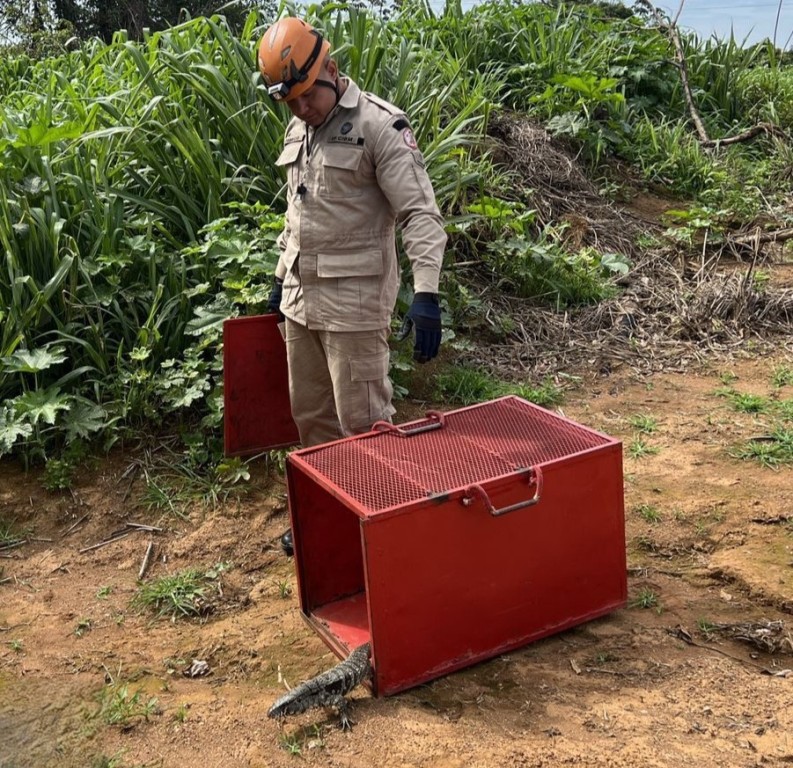 Bombeiros resgatam teiú que estava dentro de empresa em Campo Verde