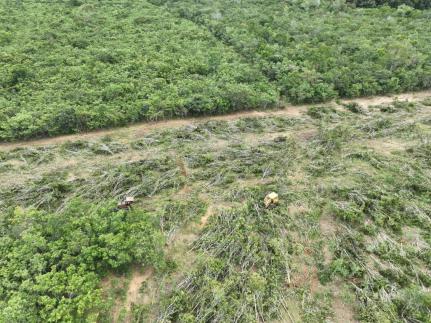 MPF apura desmatamento ilegal de floresta nativa do cerrado em MT