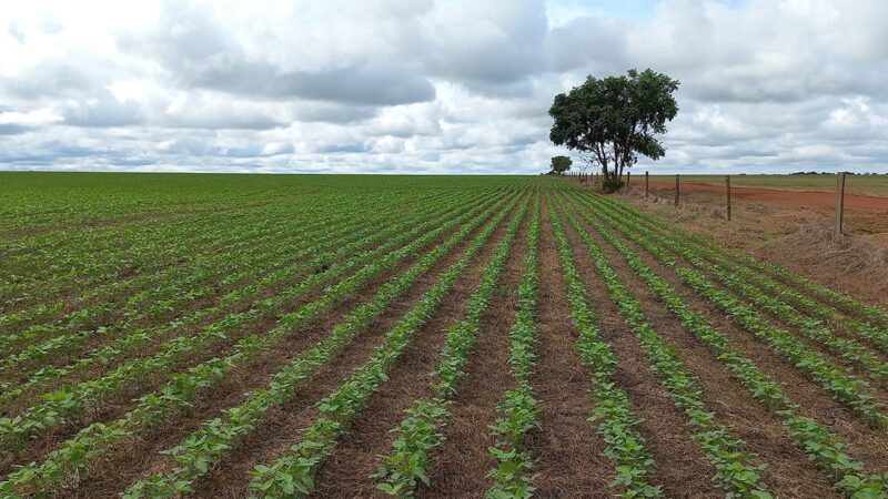 STF suspende lei do Mato Grosso que restringe benefícios fiscais a empresas do setor agroindustrial