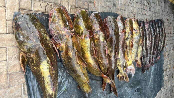 Irmãos são presos transportando mais de 200 quilos de pescado em Mato Grosso