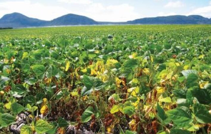 Impacto da Murcha de Fusarium na Colheita de Feijão: Desafios e Estratégias de Controle