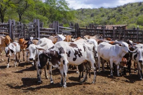 Proprietário denuncia furto de gado em Nova Canaã do Norte