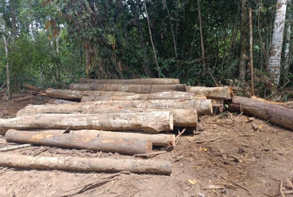 Nova Santa Helena: Batalhão Ambiental detém dupla e apreende máquina e toras de madeiras