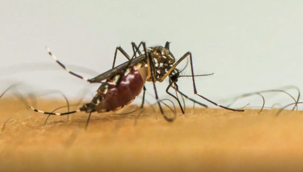 SES alerta população sobre importância da prevenção e combate ao mosquito Aedes aegypti