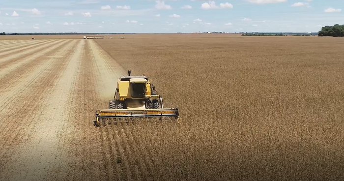 Imea: colheita da safra 2024/25 de soja chega a 4,38% da área plantada no Mato Grosso