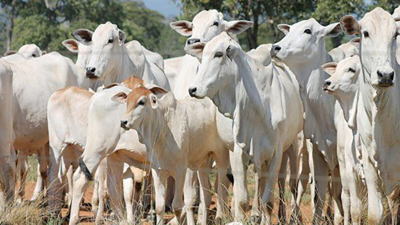 Custo de cria e recria de gado em Mato Grosso aumenta