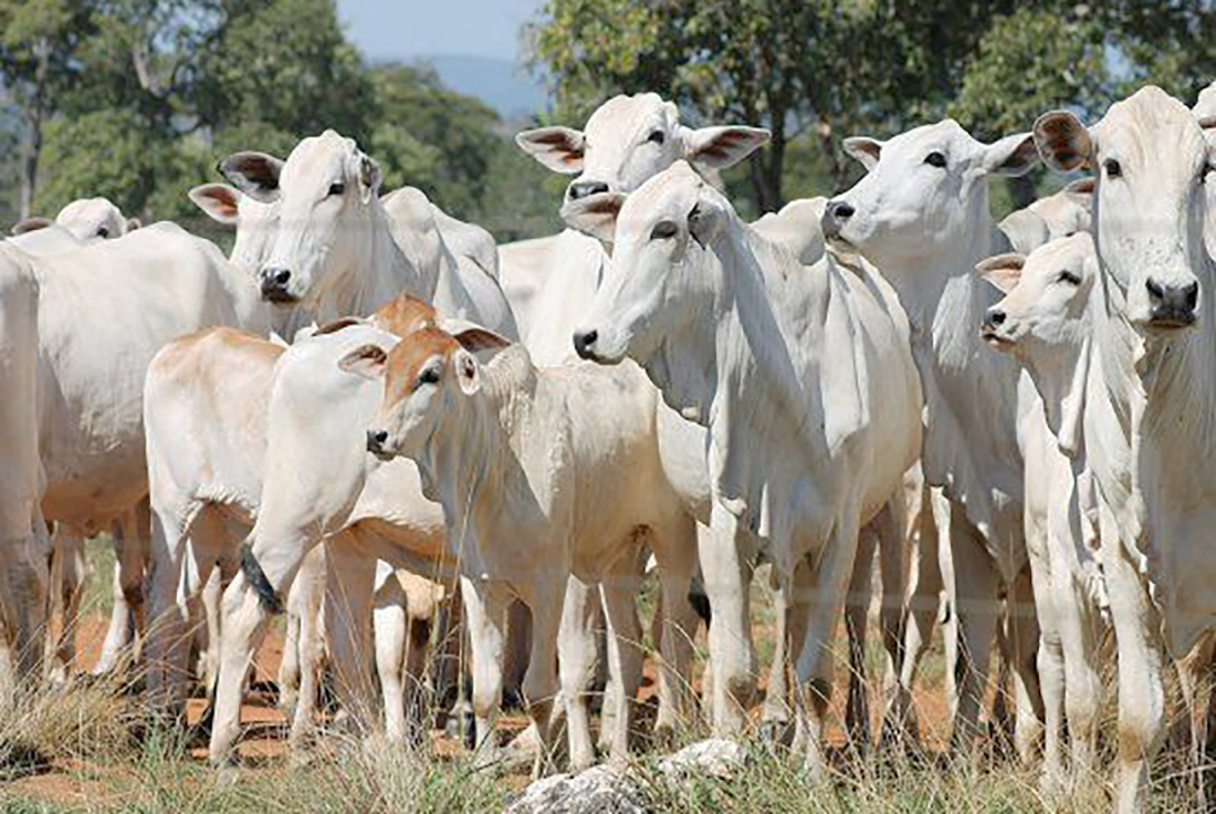 Custo de cria e recria de gado em Mato Grosso aumenta