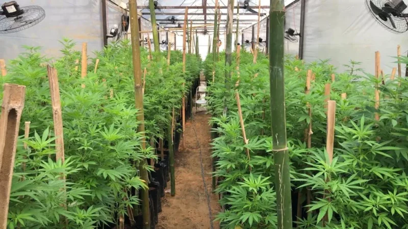 Policiais encontram estufa de maconha e prendem suspeito de tráfico em Mato Grosso