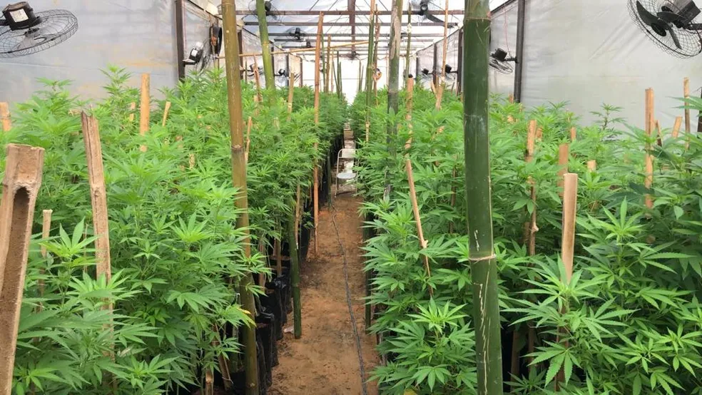 Policiais encontram estufa de maconha e prendem suspeito de tráfico em Mato Grosso