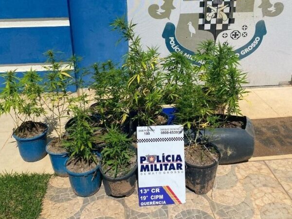 PM prende homem que cultivava maconha em chácara