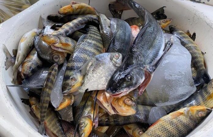 Sema apreende carro e pescado irregular em Paranaíta
