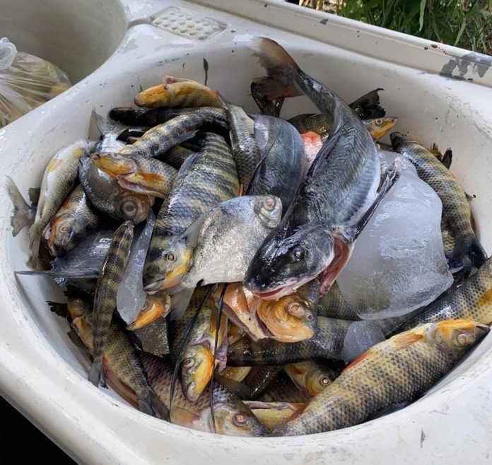 Sema apreende carro e pescado irregular em Paranaíta
