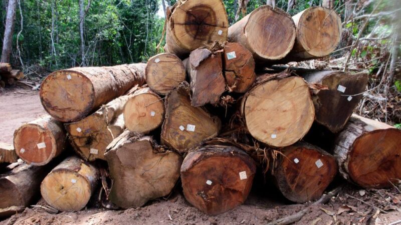 Está proibida a exploração de madeira de manejo florestal em MT até 1º de abril