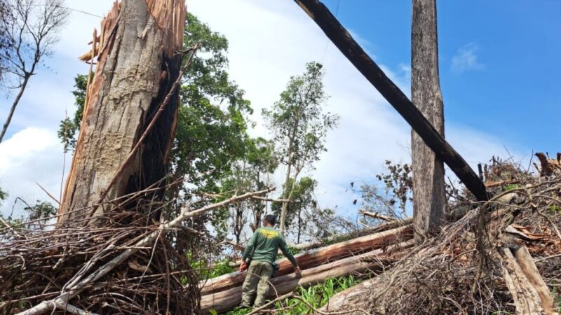 Operação do Ibama combate uso irregular de áreas embargadas no Pará