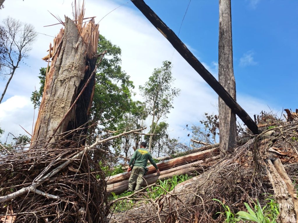Operação do Ibama combate uso irregular de áreas embargadas no Pará