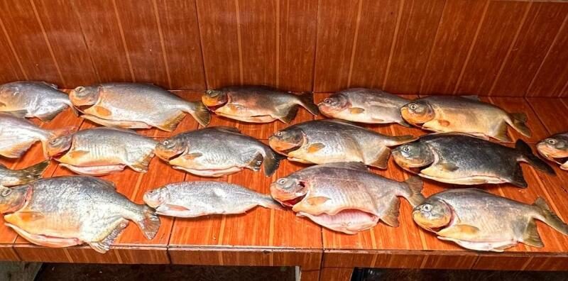 Polícia apreende 18 quilos de pescado irregular durante fiscalização no Pantanal e aplica multa de R$13,3 mil