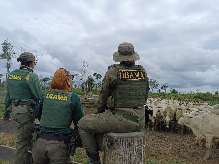 Mais de 600 cabeças de gado são apreendidas em operação no Pará