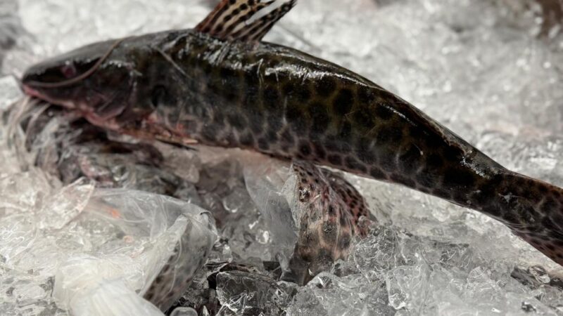 Refeições sem contratempos: Procon Estadual dá dicas para a compra de pescados