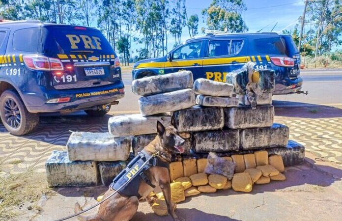 Cão farejador sinaliza e PRF encontra 318 quilos de “supermaconha” em caminhão em Mato Grosso