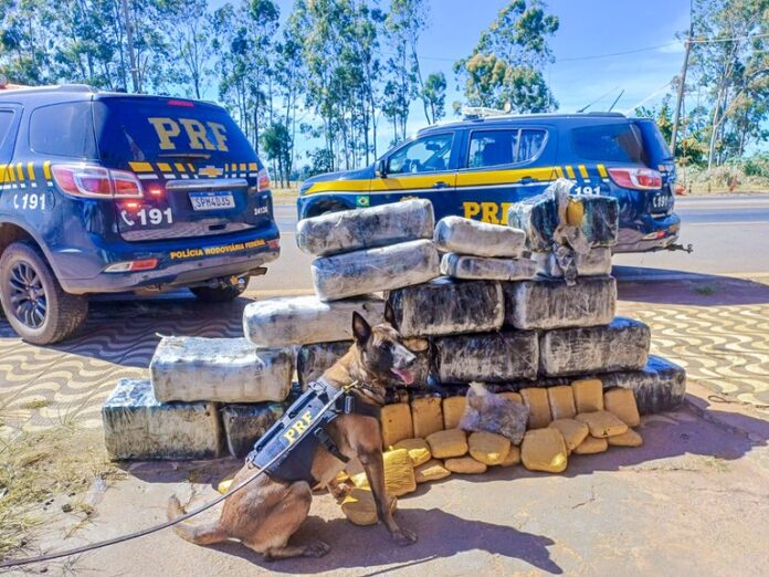 Cão farejador sinaliza e PRF encontra 318 quilos de “supermaconha” em caminhão em Mato Grosso