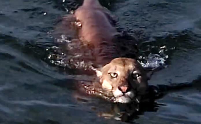 Pescadores flagram onça-parda atravessando lago em Mato Grosso; assista