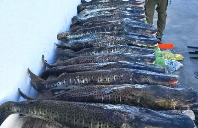 Fiscais apreendem mais de 400 kg de pescado em Mato Grosso; R$ 87 mil em multas