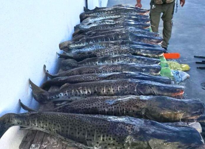 Fiscais apreendem mais de 400 kg de pescado em Mato Grosso; R$ 87 mil em multas