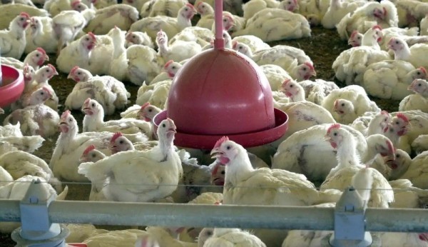 Indea abate galinhas de granja atingida por vírus e descarta ovos