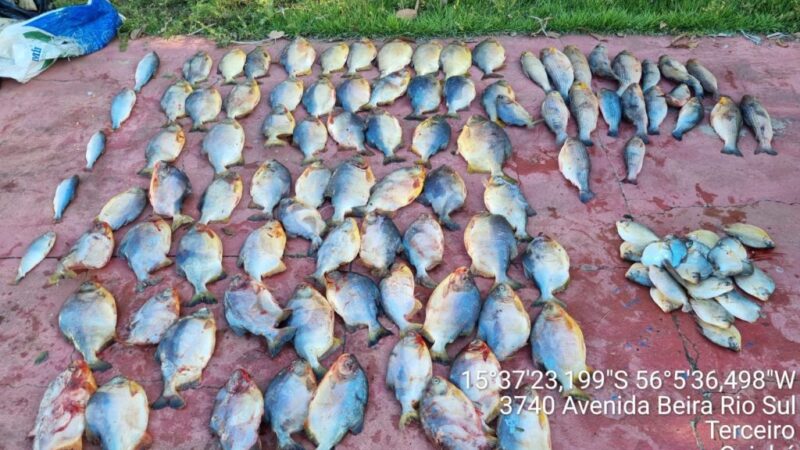 Homem é preso por transportar 122 peixes irregulares em MT
