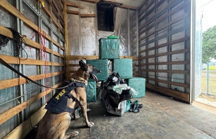 Cão da PRF auxilia na apreensão de 269 quilos de drogas em caminhão no Mato Grosso