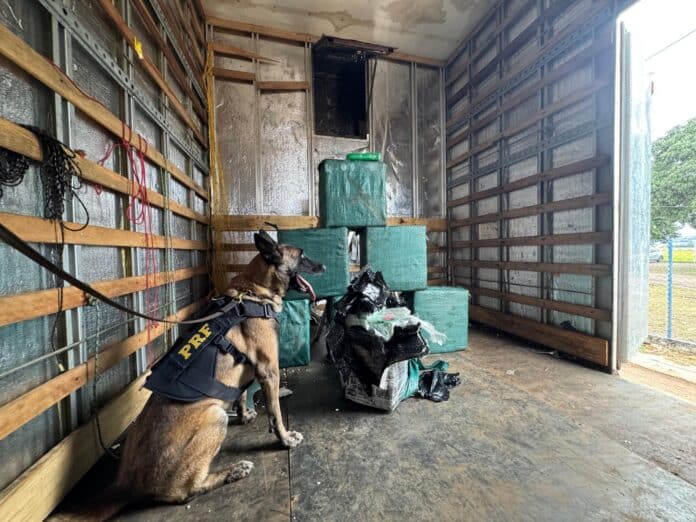 Cão da PRF auxilia na apreensão de 269 quilos de drogas em caminhão no Mato Grosso
