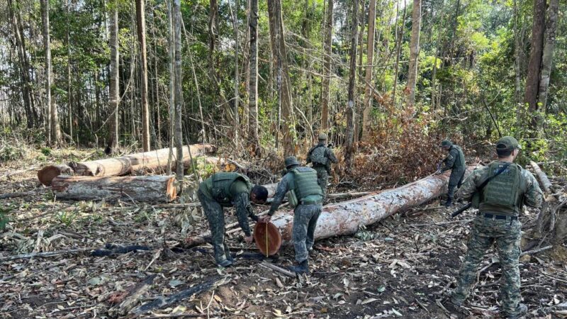 Polícia Militar fecha área de extração ilegal de madeira em região da floresta amazônica