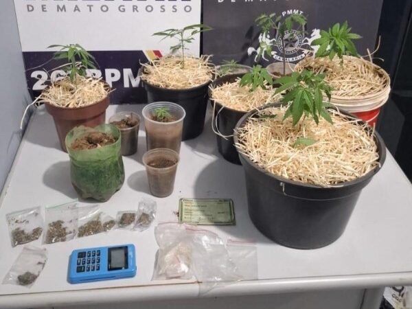 Plantador de maconha é preso em Nova Mutum com 92 porções