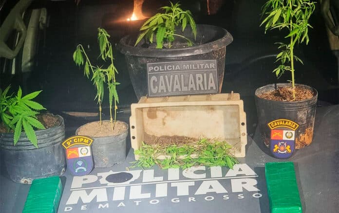 Dois são presos por cultivo de ‘pés’ de maconha no Médio Norte