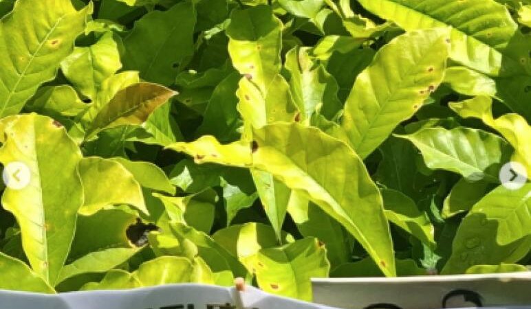 Matupá Fortalece Agricultura Familiar com Entrega de 40 Mil Mudas de Café nas Glebas União e Padovani