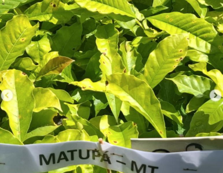 Matupá Fortalece Agricultura Familiar com Entrega de 40 Mil Mudas de Café nas Glebas União e Padovani