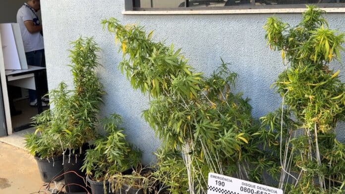 Polícia Militar encontra plantação de maconha em Sorriso